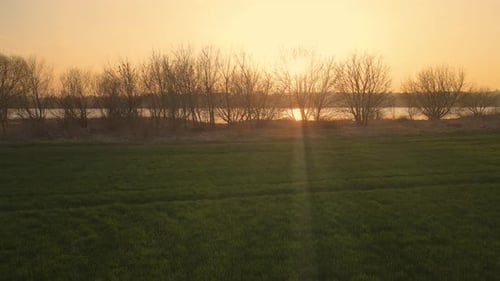 Growing Green Wheat Grain Crops in Agricultural Field Near River at Amazing Sunset