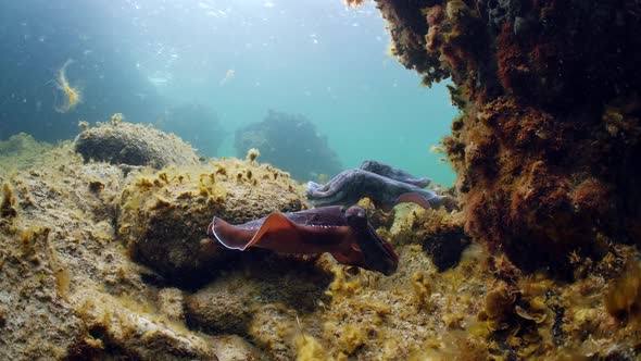 Giant Australian Cuttlefish Sepia apama Migration Whyalla South ...