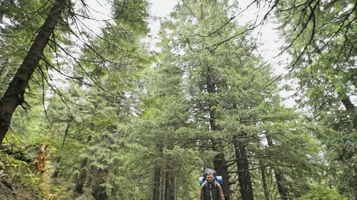 Group of Backpackers Hiking Through Forest
