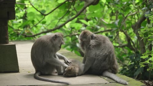 Zwei junge Affen pflegen sich im Wald von Ubud auf Bali