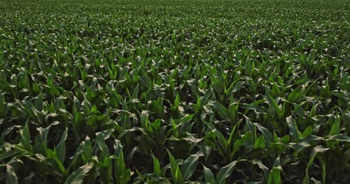 An aerial shot of corn field ripening at spring season, agricultural landscape