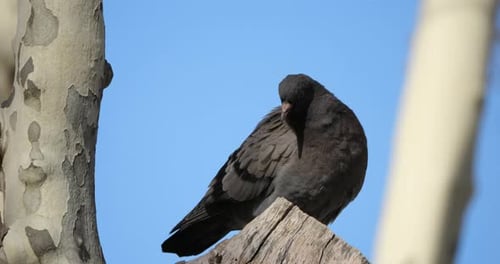 La tourterelle, le pigeon biset ou le pigeon commun, France