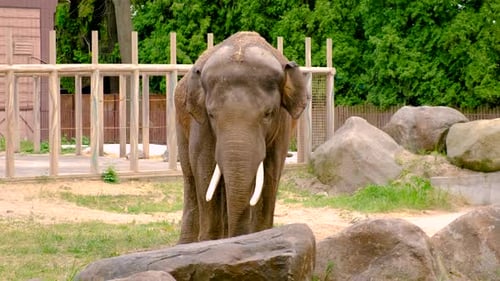 Elephant in the Zoo Selective Focus