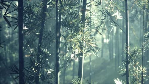 A Serene Forest with a Beautiful Cluster of Bamboo Trees