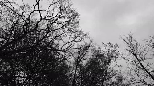 Looking up through dark and ominous murky backlit forest canopy, dark clouds, aerial up and pan righ