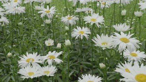Chamomile flowers in the meadow, closeup. Bokeh natural background of meadow.