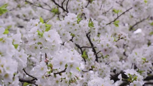 Beautiful White Sakura Flowers, Close up pan over Cherry Tree