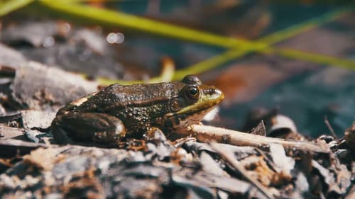 Green Frog Sitting on a River Bank in Water Slow Motion