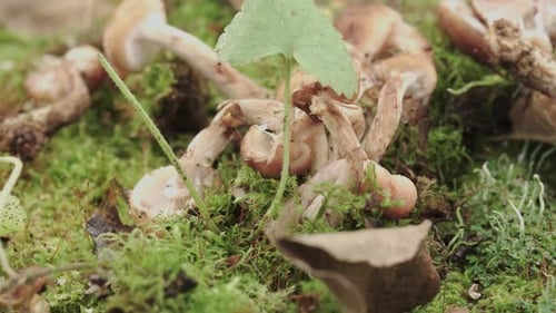 cut and crushed Honey mushrooms, lie on moss. Shoot in a circle.