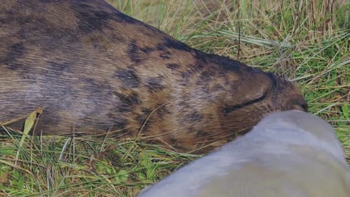 Breeding season for Atlantic Grey seals, revealing newborn pups with white fur, mothers nurturing an