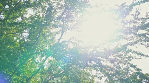 sun rays struggle through green tree branches daytime