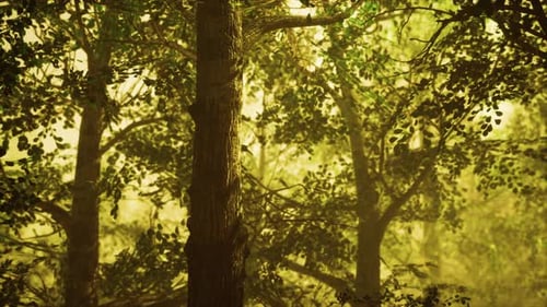 Los rayos del sol atraviesan los árboles en un bosque brumoso