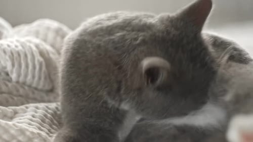 Grey Cat Grooming Fur on White Blanket