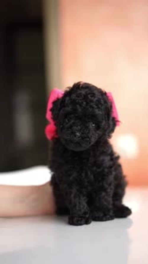 jouet noir Caniche Puppy avec un nœud rouge assis sur une table blanche. Joli petit chiot domestique