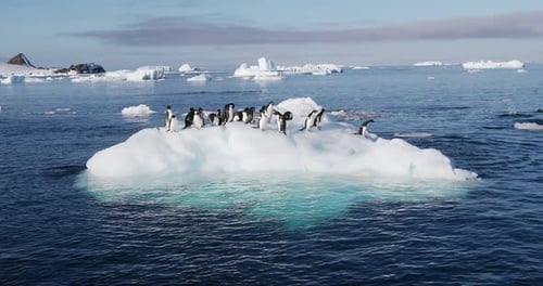 Colony Of Adelie Penguins Resting On Floating Iceberg In Antarctica