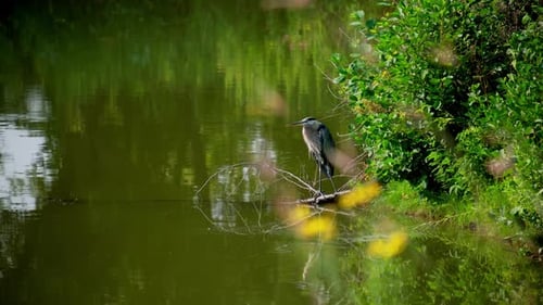Grey Heron Fishing in a Lake at Forest at Sunny Day