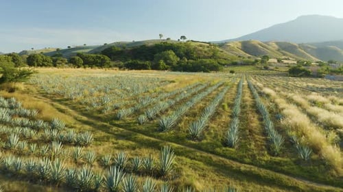 Low Aerial Flight Over Blue Agave Fields on Rural Farm in Tequila, Mexico. Day