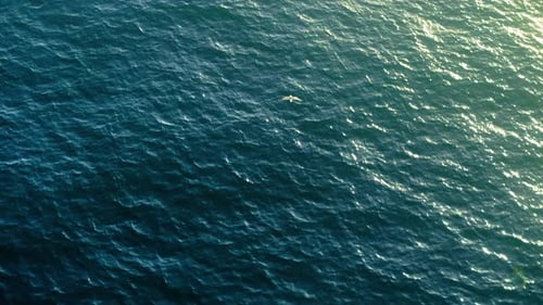 Seagull Flying Low Over Ocean Waters at Sunset in Slow Motion