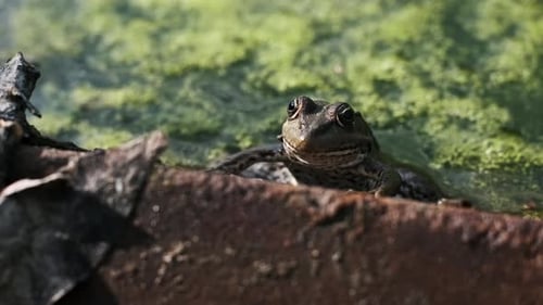 Green Frog in a Pond Wildlife Closeup