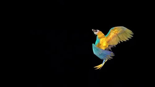 Flying Blue and Gold Macaw Parrot Animation