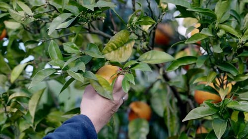 Hand picking ripe orange fruit from tree