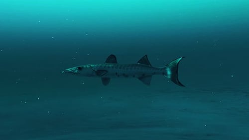 Barracuda fish in the Blue Depths: A Marine Dance under water