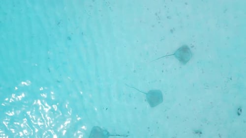Stingray Underwater in Maldives Sting Rays Swimming in Blue Sea Aerial View