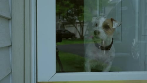 Pet Dog Jack Russel Meets Owner and Looks Through Glass Door at Home Close Up Shot