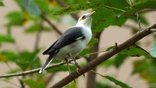 Close up shot of a black-winged myna, acridotheres melanopterus perched on tree branch, alerted by t