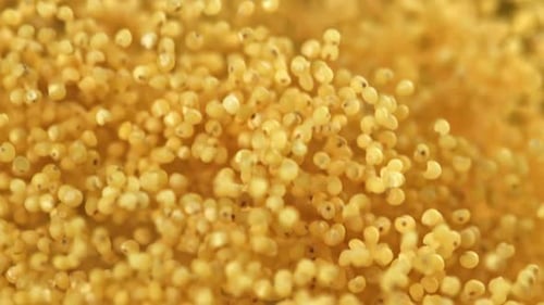 Close Up of Golden Colored Millet Seeds