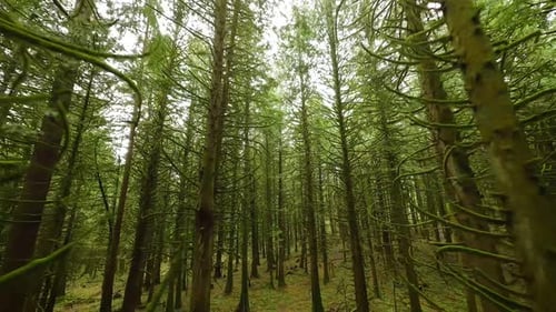 Smooth Flight Between the Trees Close to Branches in a Fabulous Spring Forest