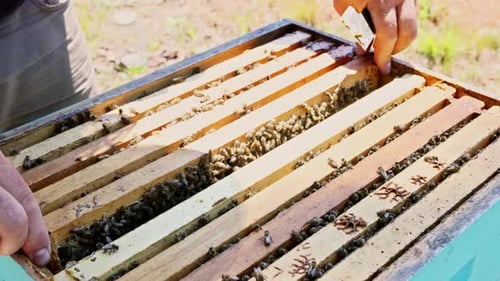 Beekeeper Inspects Hive Frame Filled with Bees Honeycomb in Garden