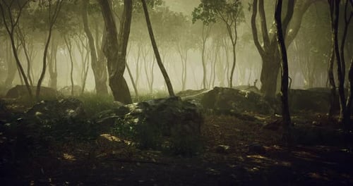 Floresta misteriosa com neblina e rochas em um cenário de paisagem tranquila