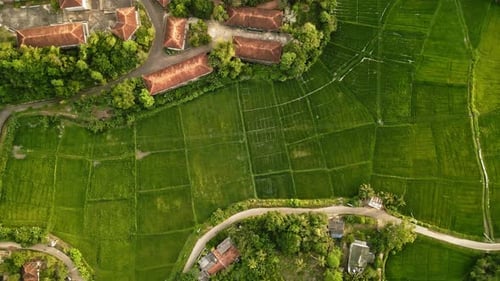 Aerial Drone Footage Soars Above Vibrant Green Rice Paddies at Sunset Lush Patterns of Agricultural