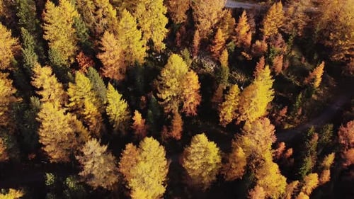 Aerial orange fall forest trees on mountain slope with hiking trail in Alps, Innsbruck Austria