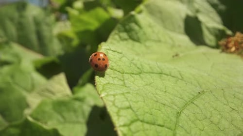 Ladybug Resting on a Vibrant Green Leaf