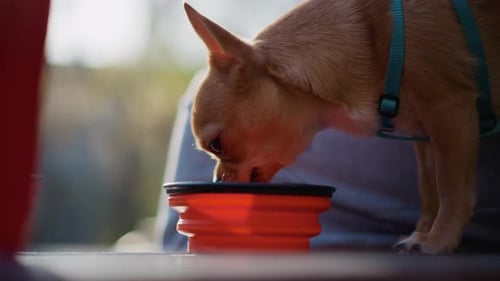 Agua potable para perros que beben en un recipiente plegable durante las vacaciones al aire libre, primer plano de un pequeño