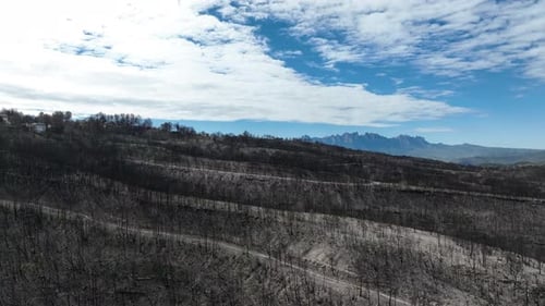 Aerial view of burned forest, grey ashy landscape after devastating wildfire