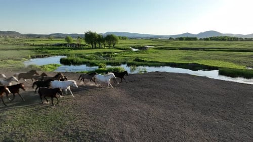 A tranquil herd of horses gathers on a dirt road beside a reflective waterway at golden hour