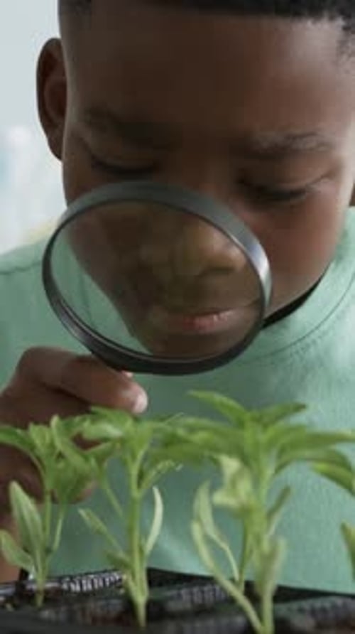Vertical video: Bringing magnifier close, student examining seedling tray at school for science