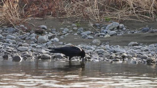 Large-billed Crow (Jungle Crow) In Rivershore Picking Up Stones During Daytime In Tokyo, Japan. - Me