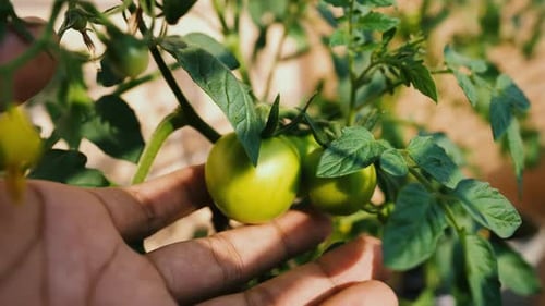 Unreife grüne Tomaten am Weinstock, Nahaufnahme einer Hand, die zwei unreife grüne Tomaten hält