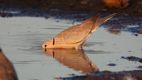 Cape Turtle Dove Trinkwasser, Kalahari-Wüste