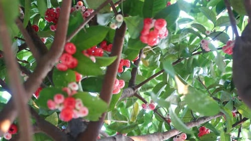 fruit in the forest