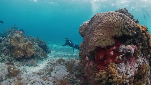 Freediver Slowly Swims Over the Coral Reef
