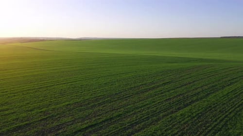 Aerial view of beautiful agricultural field at daytime. Rural landscape