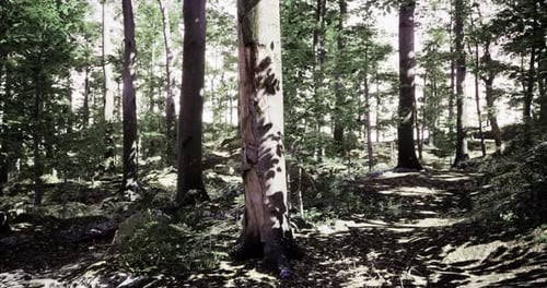 Sunlight Filters Through Tall Trees in a Peaceful Forest Path