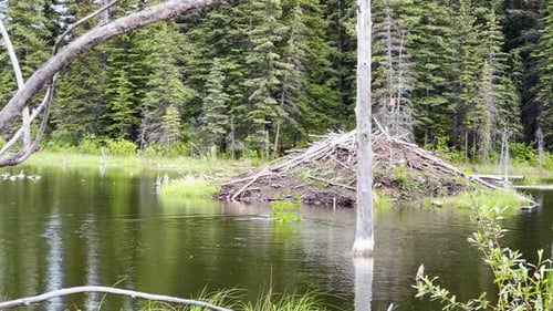 Scene of a beaver (Castor) in Hinton Town, Alberta, Canada.