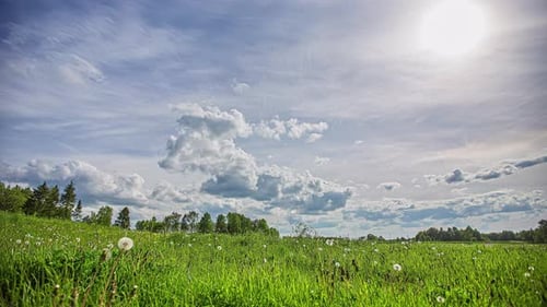 Eine sonnige Wolkenlandschaft über einem Grasfeld, Löwenzahn im Fortpflanzungsstadium des weißen Puffballs und t