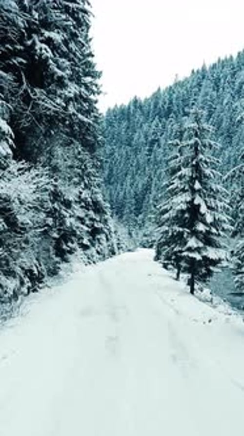 A Serene Video of a Snowy Road and Tranquil Forest Evokes Peace